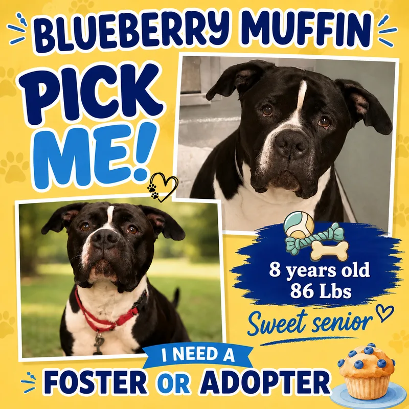 A senior large-sized male BLACK American Staffordshire Terrier dog named Blueberry Muffin for adoption