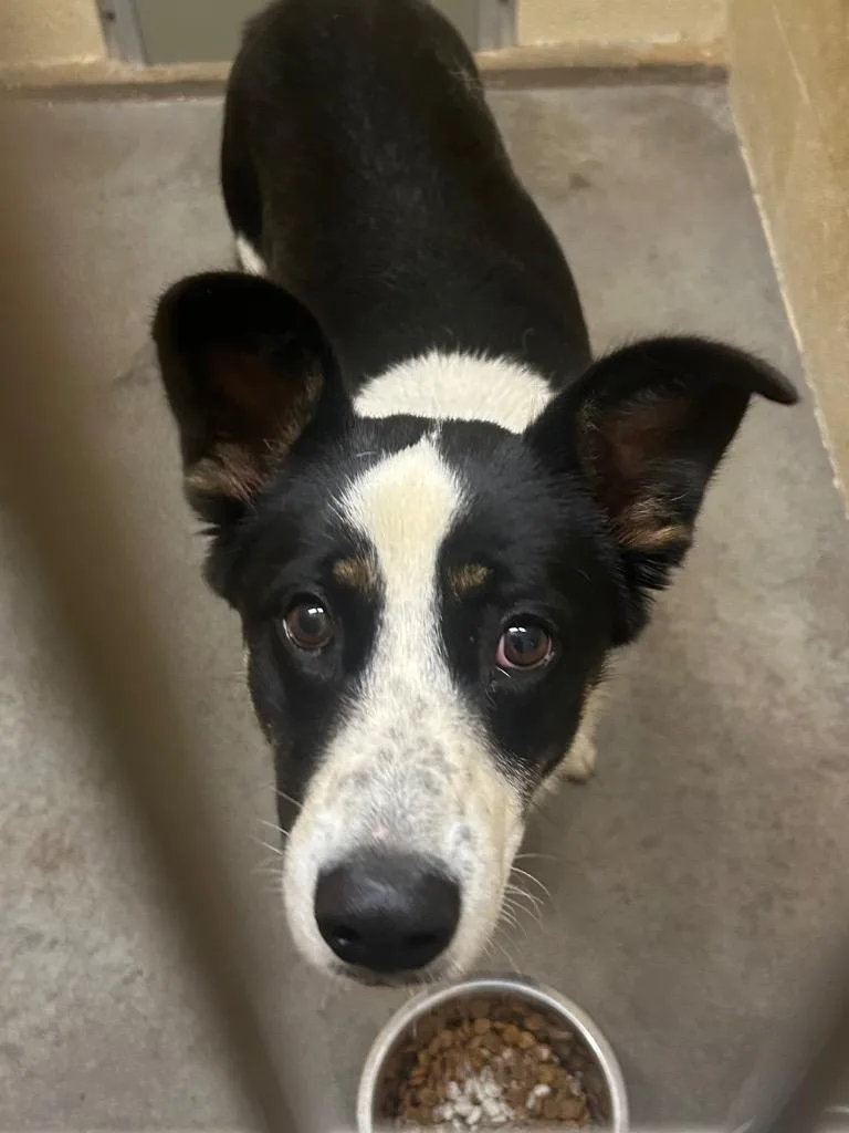 A young medium-sized male Australian Shepherd dog named Cooper for adoption in Benton, AR