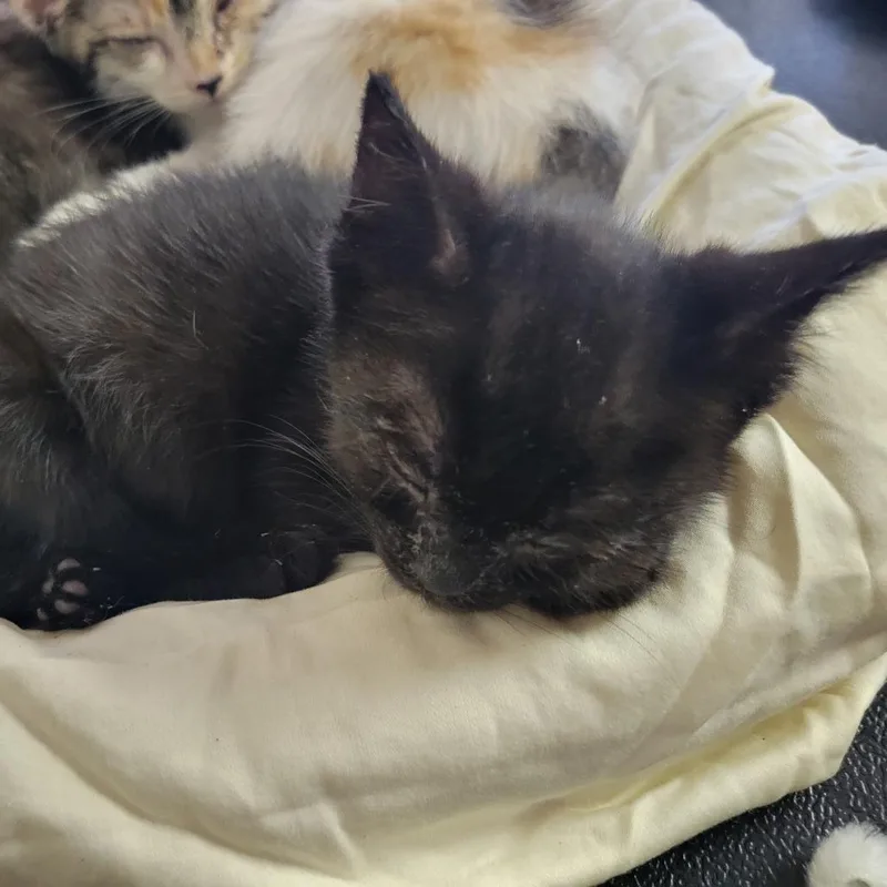 A baby small-sized male Black Domestic Short Hair cat named Michael's for adoption in Willows, CA