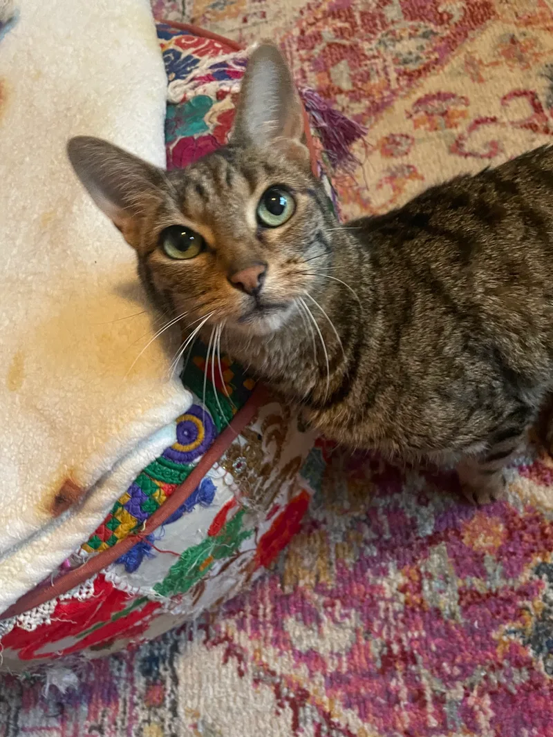A young small-sized male Tabby Domestic Short Hair cat named Loki for adoption