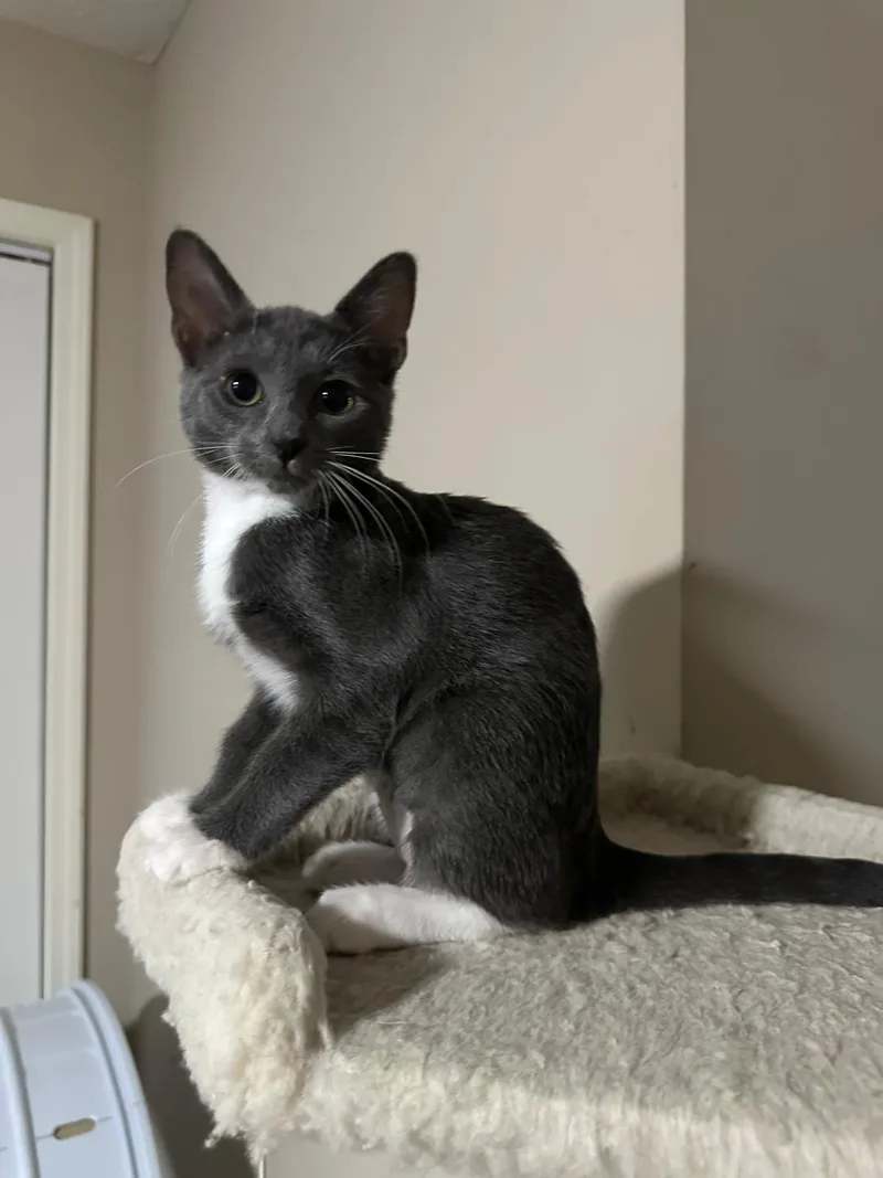 A baby small-sized female grey Domestic Short Hair cat named Silver for adoption