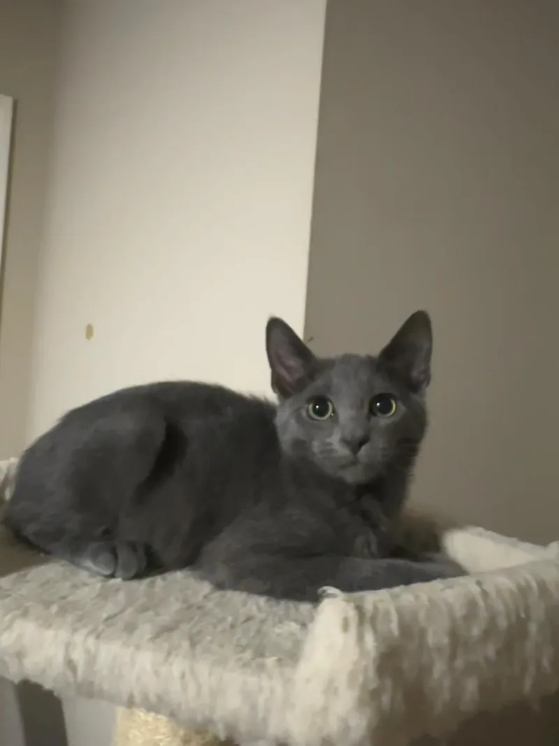 A baby small-sized male grey Domestic Short Hair cat named Nimbus for adoption