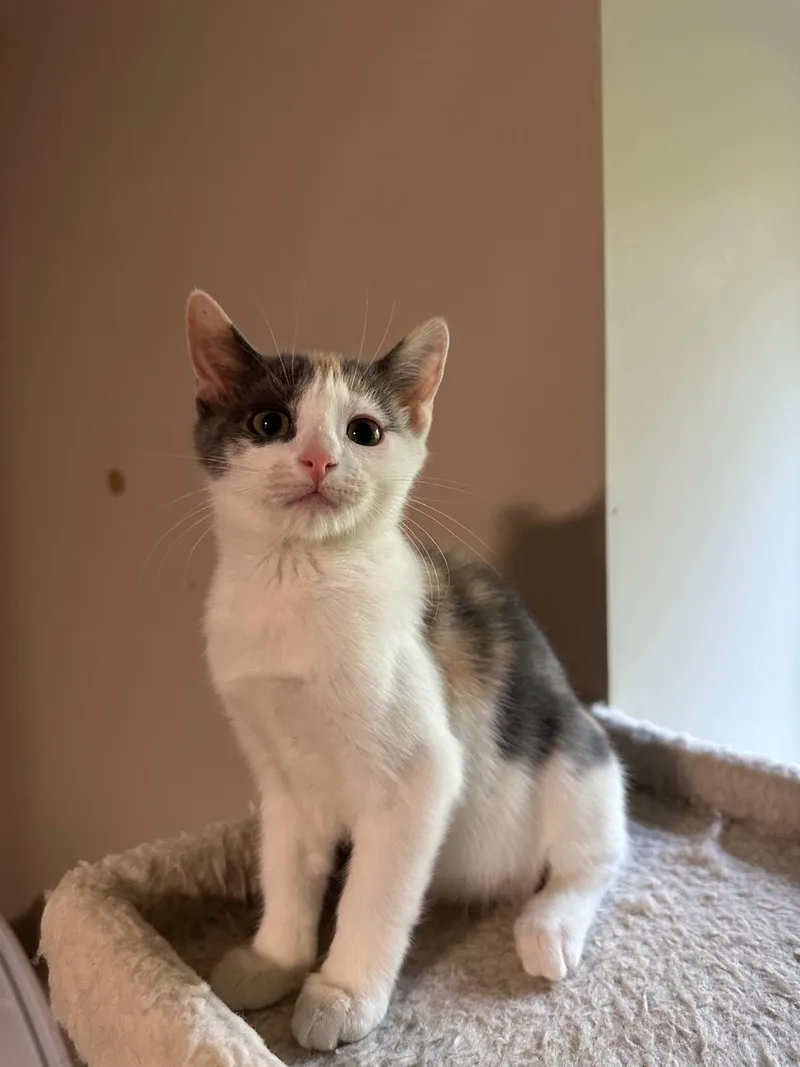 A baby small-sized female calico Domestic Short Hair cat named Vanilla (bonded with Cream) for adoption