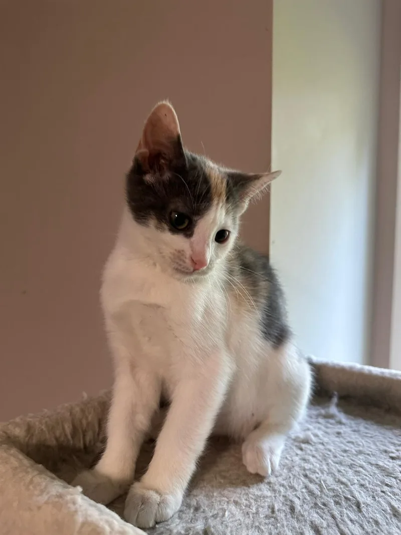 Vanilla (bonded with Cream) thumbnail 3