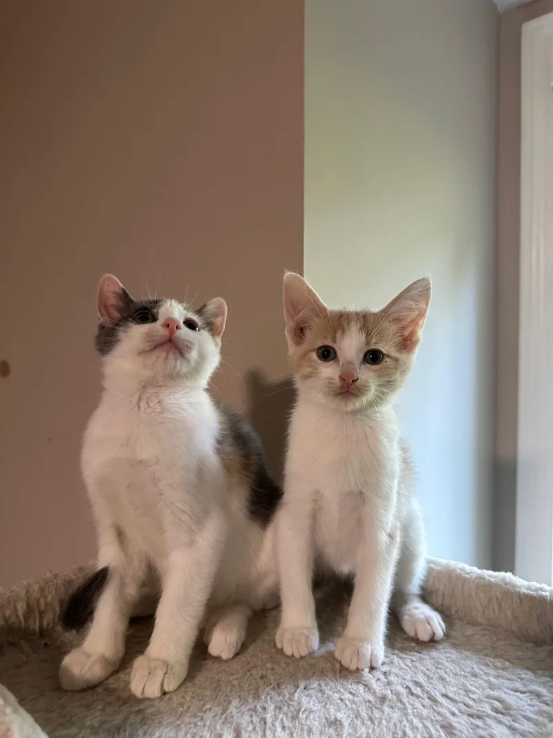 Cream (bonded with Vanilla) thumbnail 4