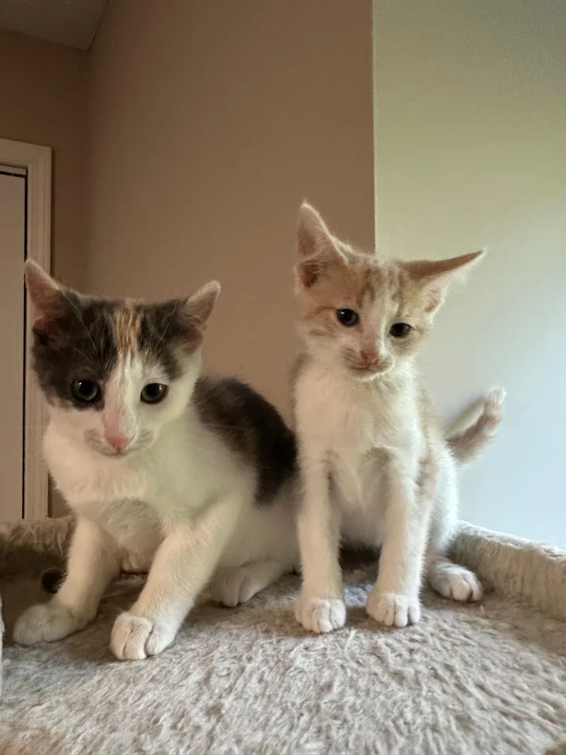 Cream (bonded with Vanilla) thumbnail 3