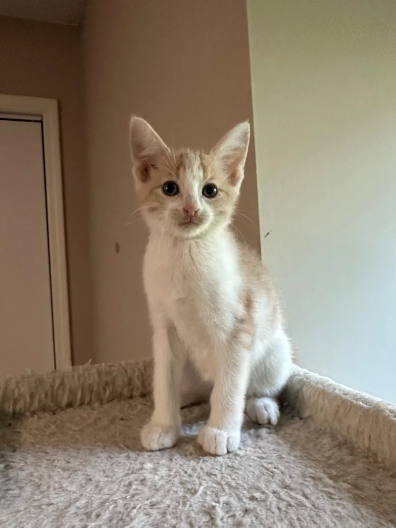 Cream (bonded with Vanilla) thumbnail 2