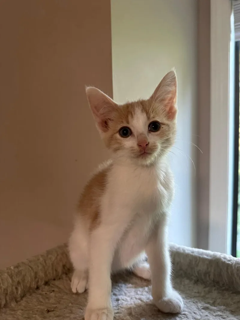 A baby small-sized male orange Domestic Short Hair cat named Cream (bonded with Vanilla) for adoption