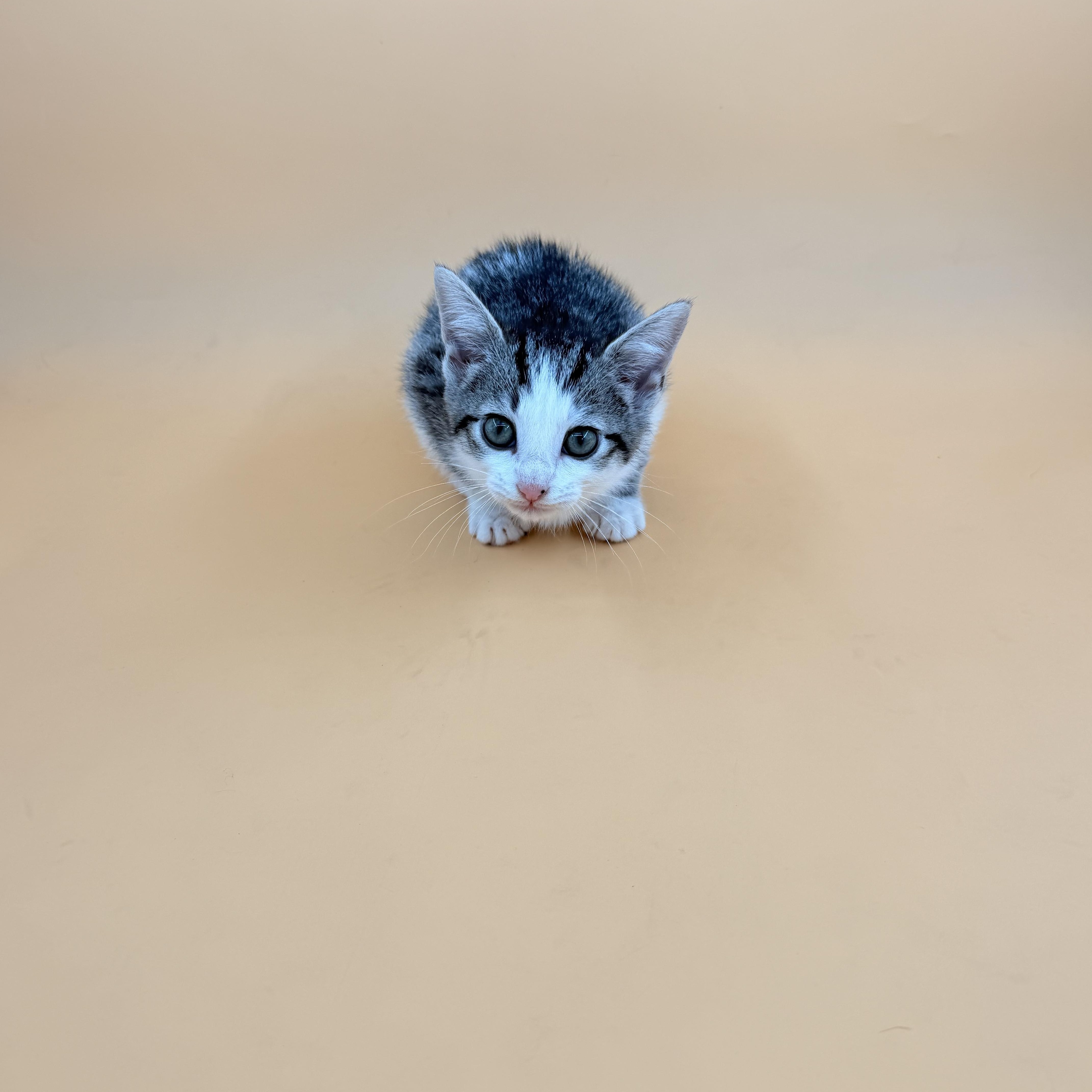 A baby small-sized female Domestic Short Hair cat named Dixie for adoption in Dahlonega, GA