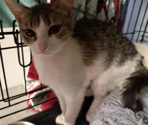 A baby medium-sized female Domestic Short Hair cat named Hepburn for adoption in Windsor, CT