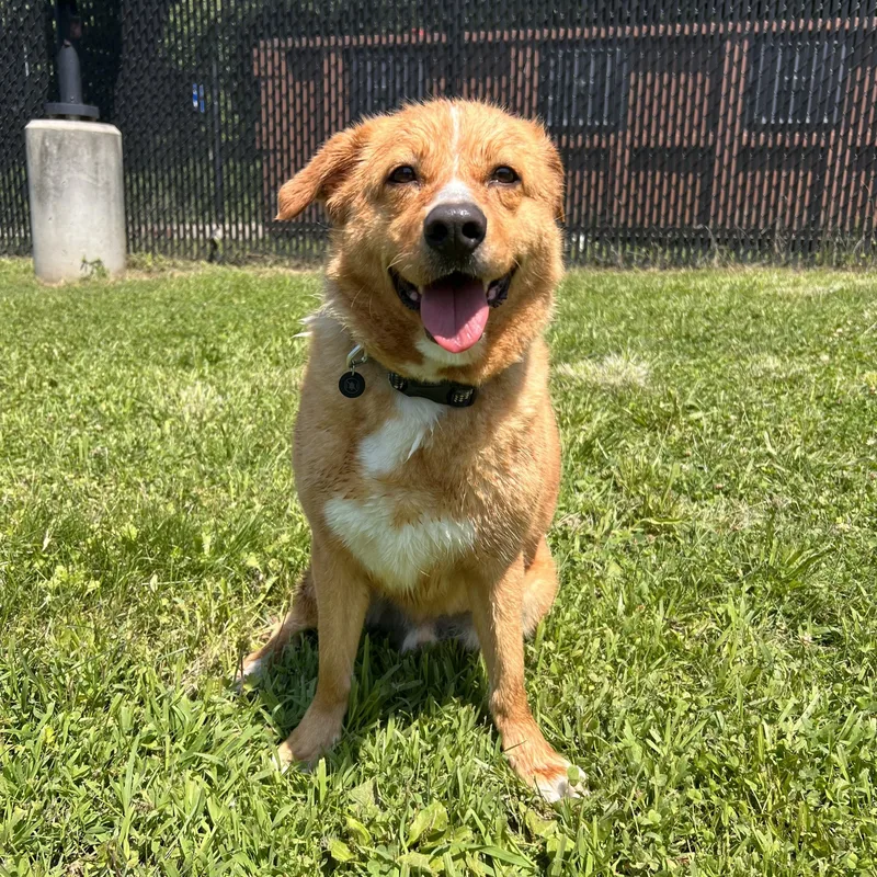 A young medium-sized male Yellow Labrador Retriever dog named Ducky for adoption in Yonkers, NY