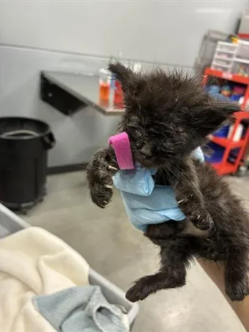A baby small-sized female Domestic Medium Hair cat named Suzy for adoption in San Martin, CA