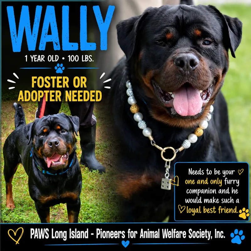 A young extra large-sized male BLACK Rottweiler dog named Wally Fka Taurus for adoption
