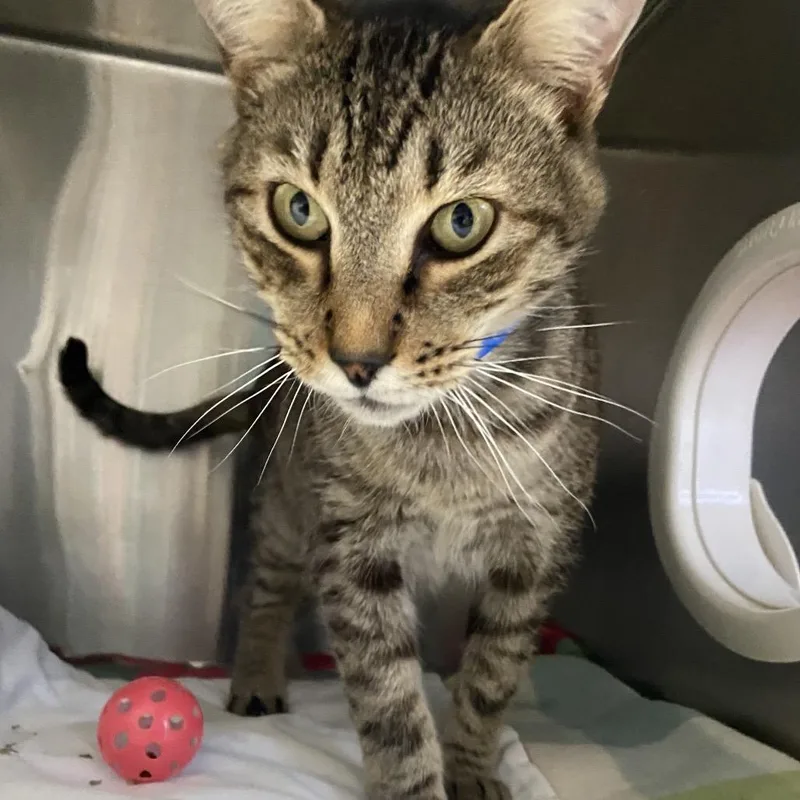 A senior medium-sized male Brown / Chocolate Domestic Short Hair cat named Arnold for adoption in Lakeland, FL