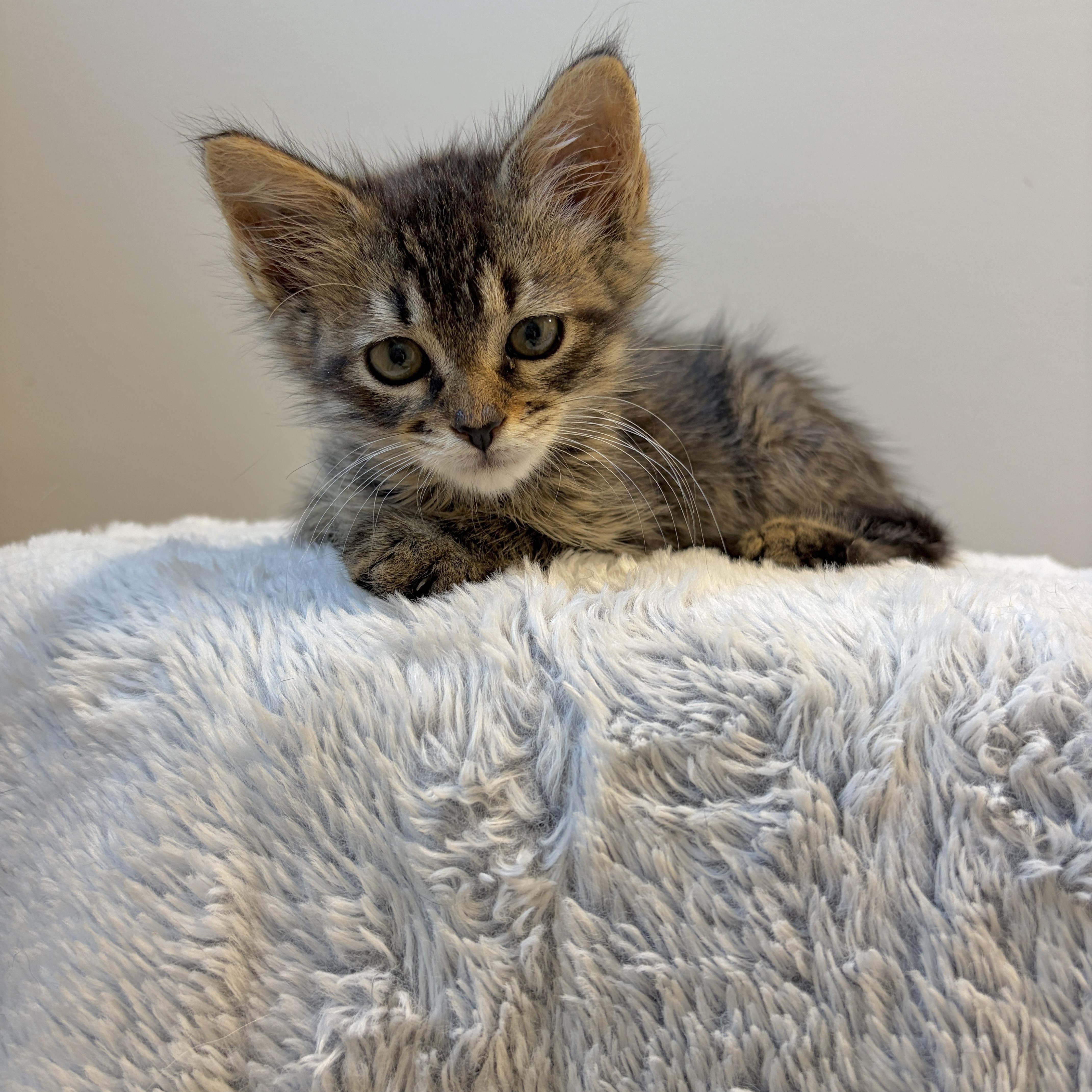 A baby medium-sized female Domestic Medium Hair cat named Heather for adoption in Moriches, NY