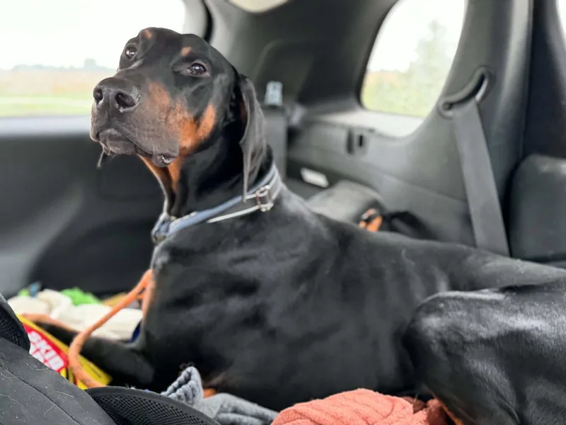 A young medium-sized male Doberman Pinscher dog named Logan for adoption in Buffalo, MN