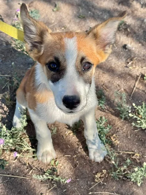 A baby small-sized female White Shepherd dog named Mj for adoption in Riverton, WY
