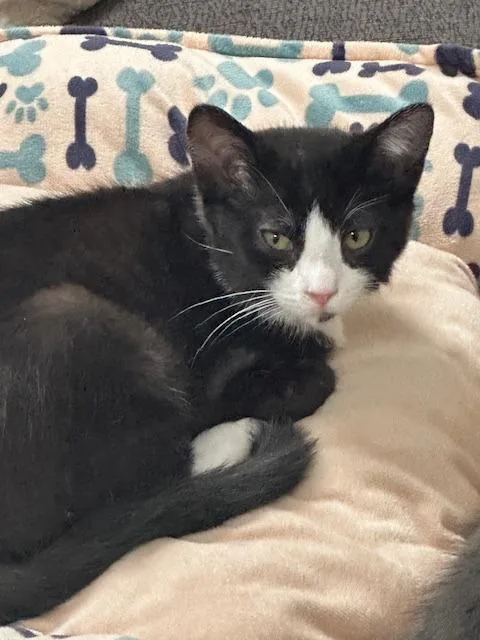 A baby medium-sized female Domestic Short Hair cat named Jenna for adoption in Salt Lake City, UT
