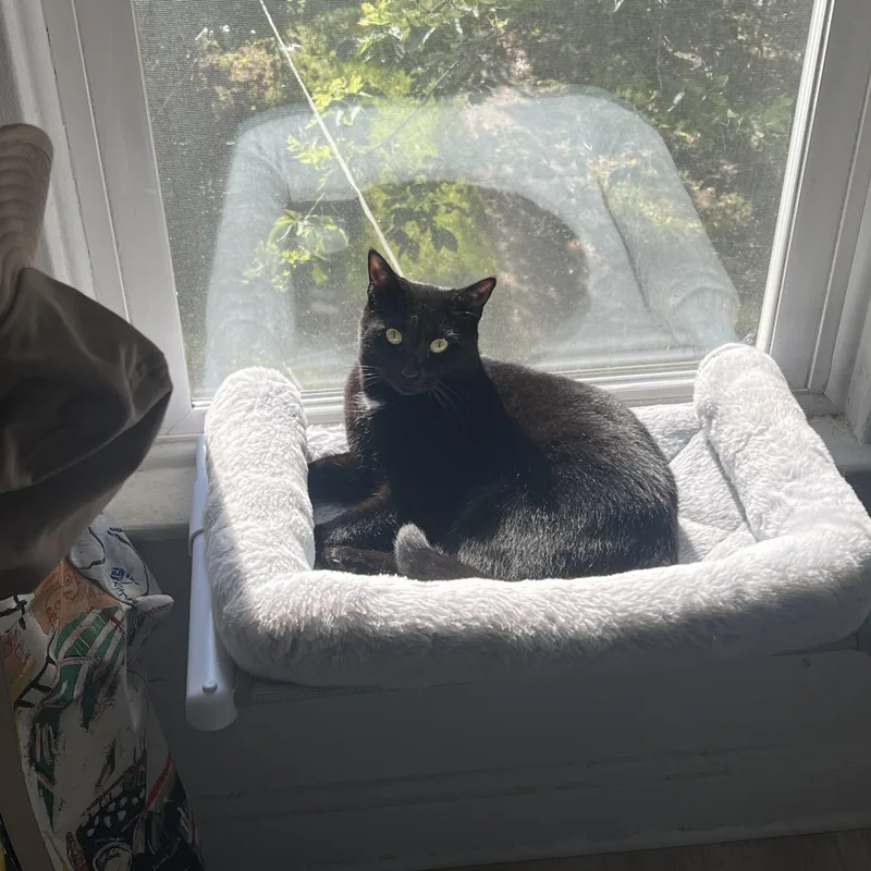 An adult medium-sized female Black Domestic Short Hair cat named Bubbles for adoption in Columbus , OH