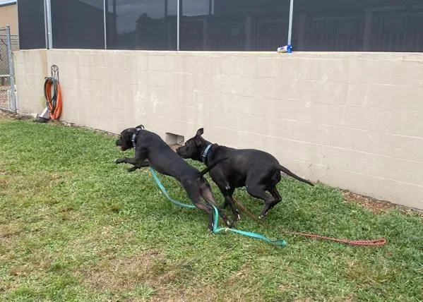 A senior medium-sized male Mixed Breed dog named Jake for adoption in Melbourne, FL