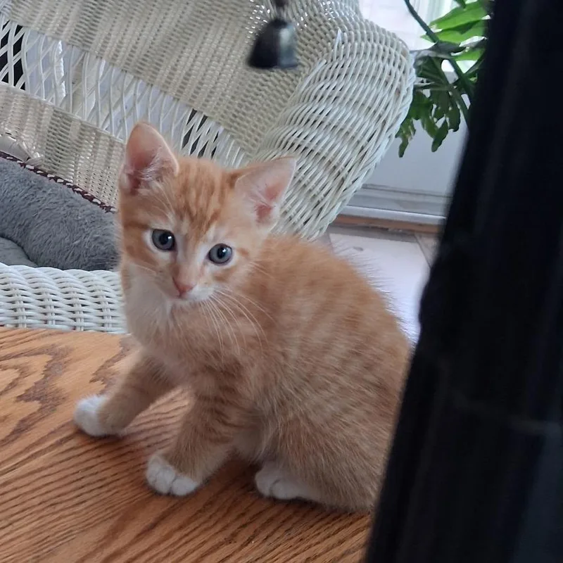 A baby small-sized male Orange / Red Domestic Short Hair cat named Mongo for adoption in Mocksville, NC