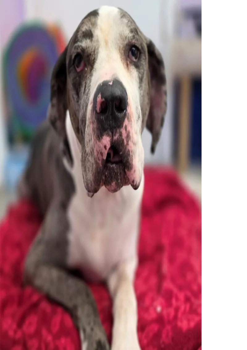 An adult extra large-sized male GREY Great Dane dog named Django for adoption