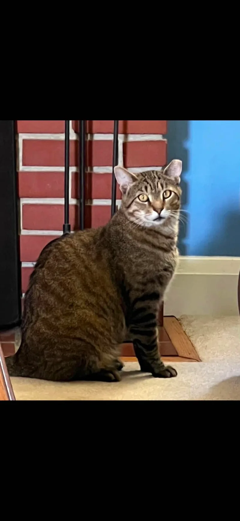 An adult medium-sized male Tabby cat named Pepper for adoption
