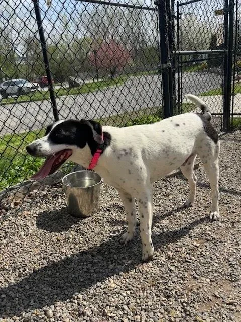 A young medium-sized male Tricolor (Brown, Black, & White) Terrier dog named Willie for adoption in Elmsford, NY