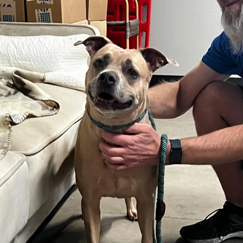 A senior medium-sized male Apricot / Beige Pit Bull Terrier dog named Codi Pendarvis for adoption in Las Vegas, NV