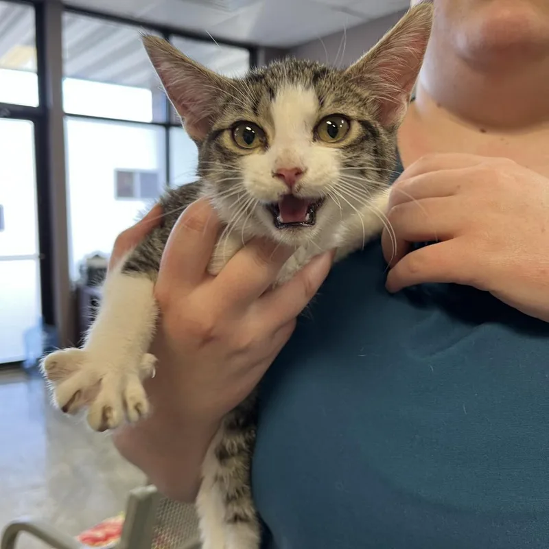 An adult large-sized female Gray / Blue / Silver Domestic Short Hair cat named Pixie for adoption in Branson, MO