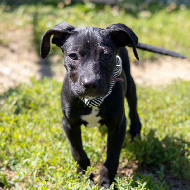 A baby medium-sized female Black Labrador Retriever dog named Paige for adoption in Wilmington, DE