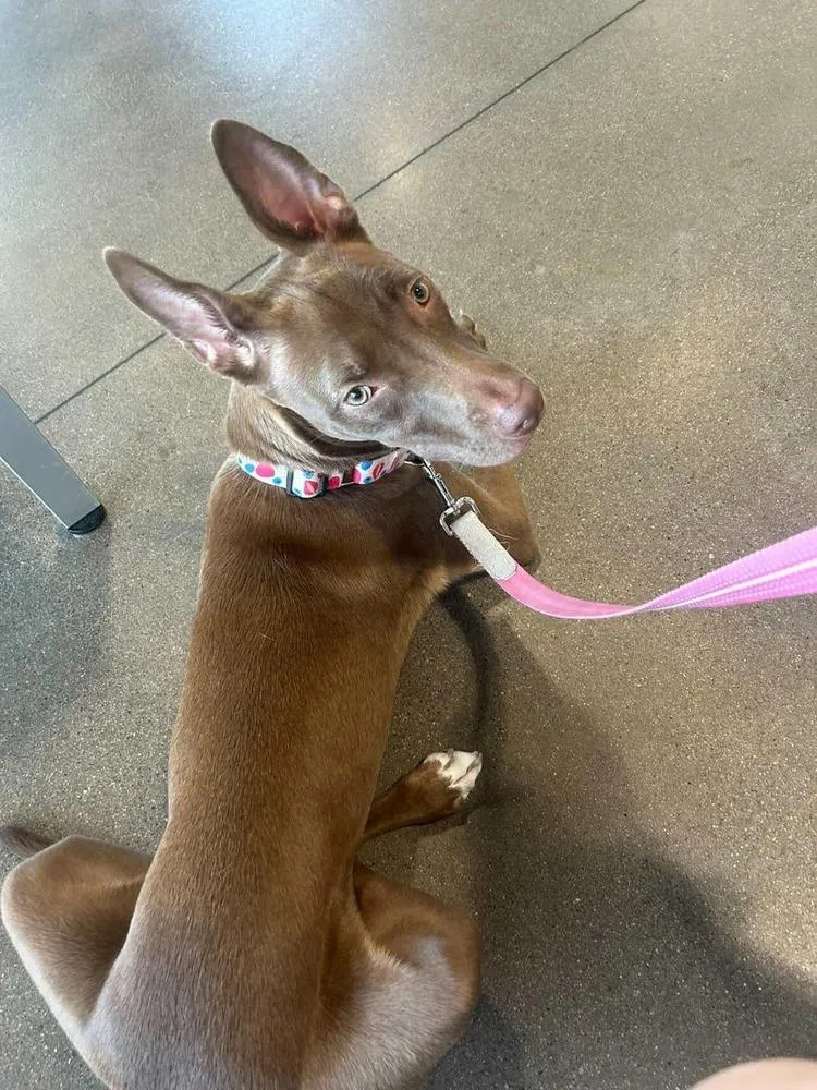 A baby medium-sized female Labrador Retriever dog named Sharon for adoption in Aurora, CO