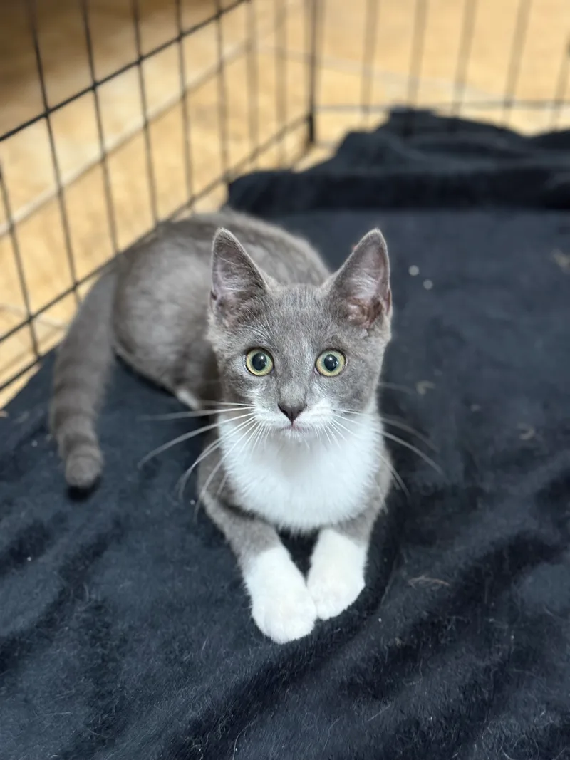 JFK Kittens thumbnail 3
