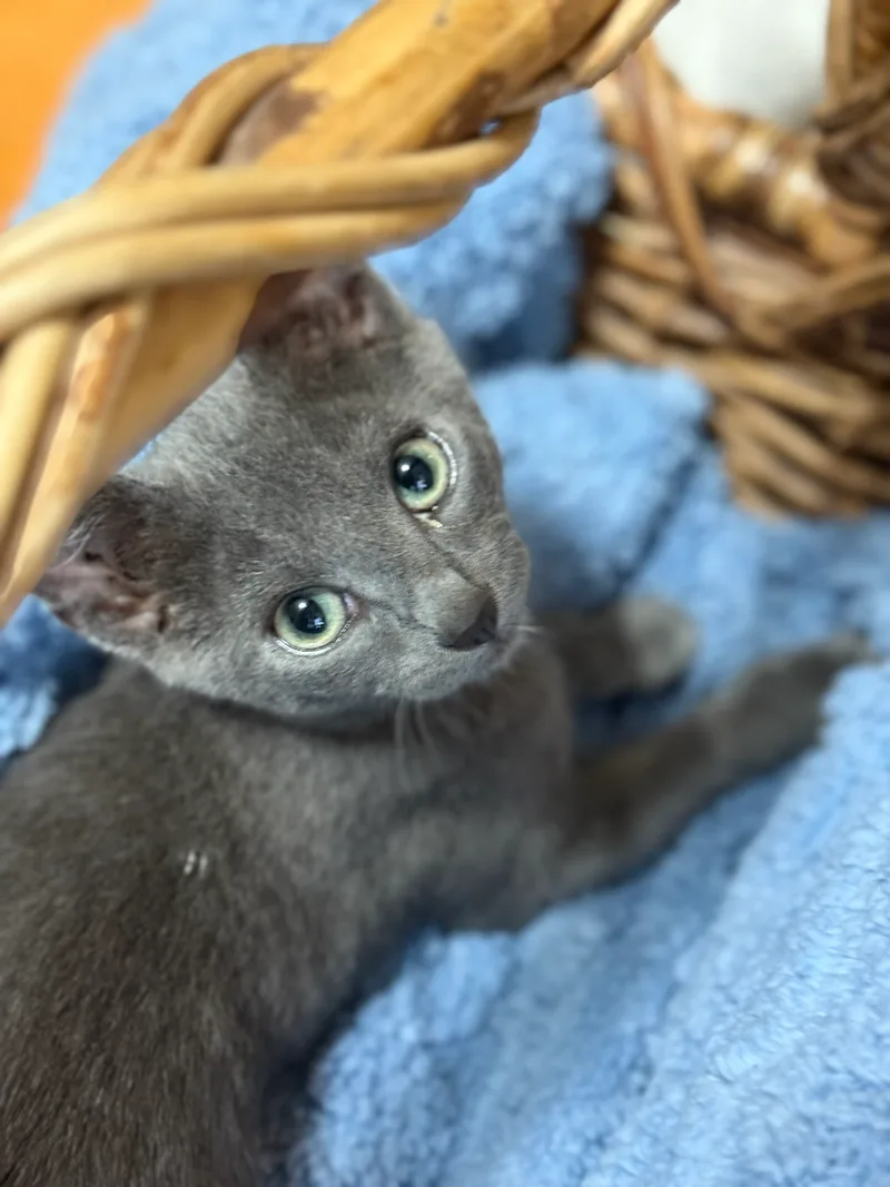 JFK Kittens thumbnail 2