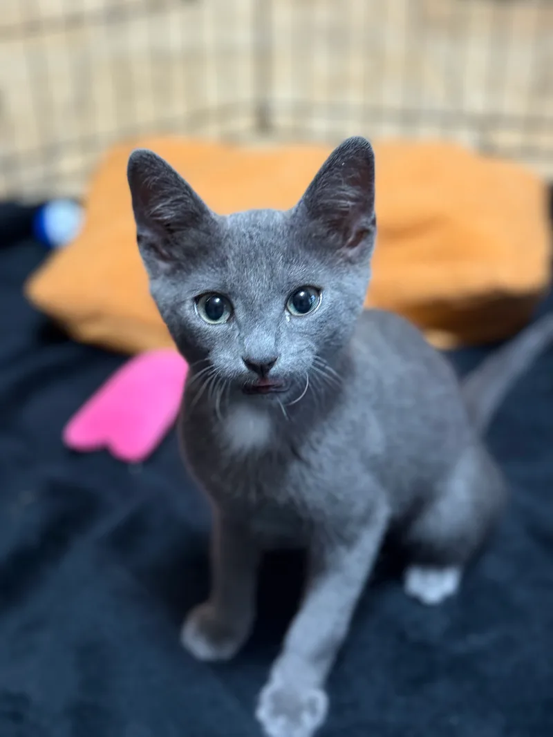 A baby small-sized male GREY American Shorthair cat named JFK Kittens for adoption