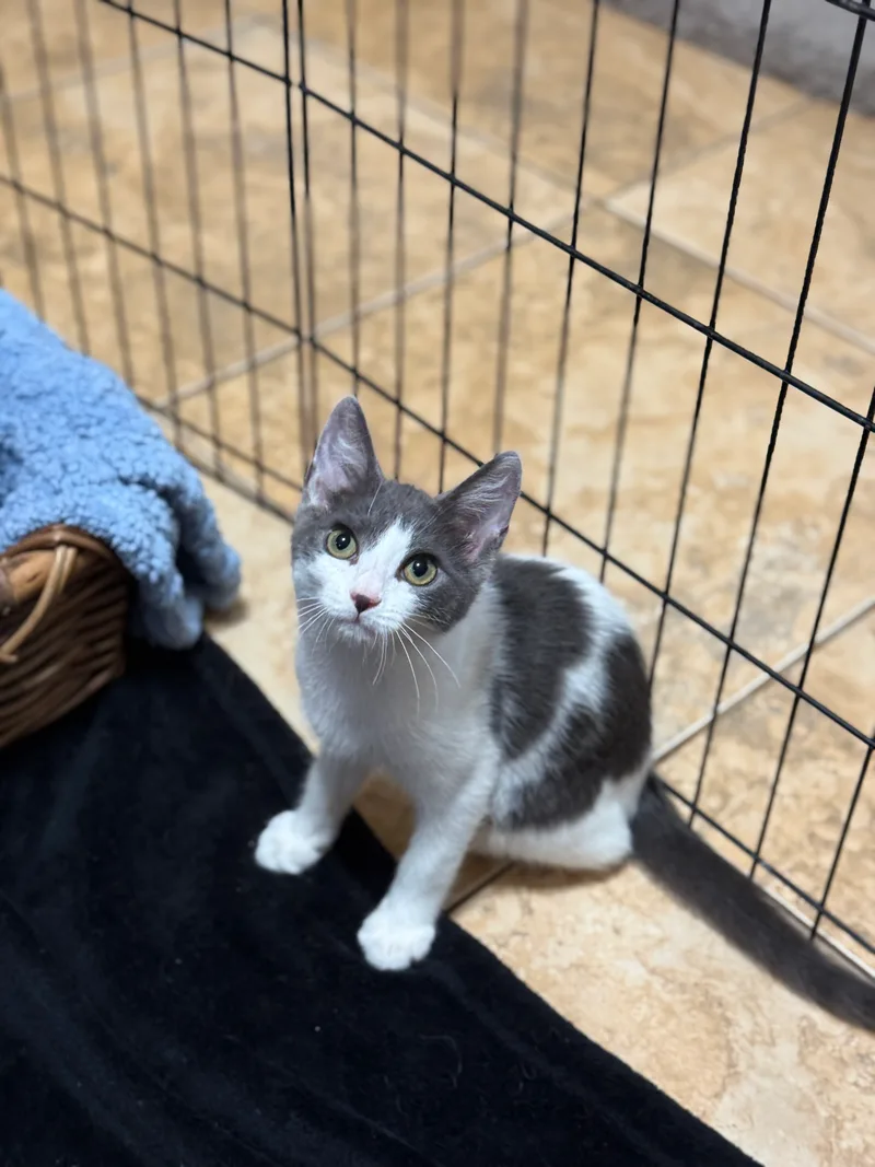 JFK Kittens thumbnail 4