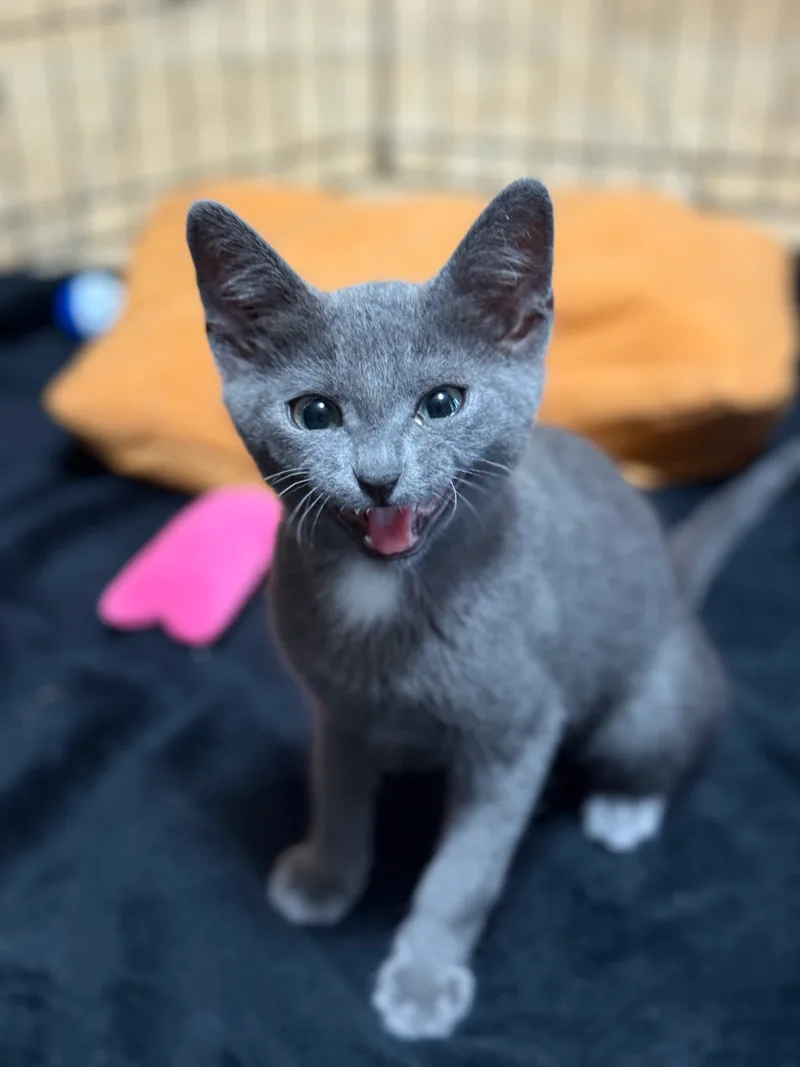 JFK Kittens thumbnail 5