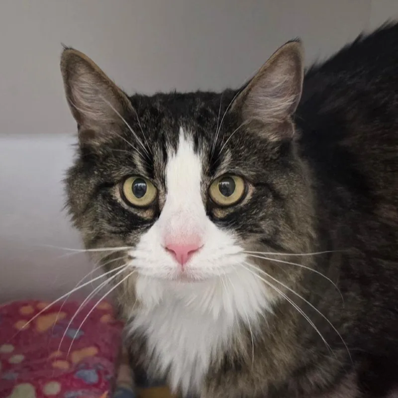 A senior medium-sized female Domestic Long Hair cat named Ethel for adoption in Cumming, GA