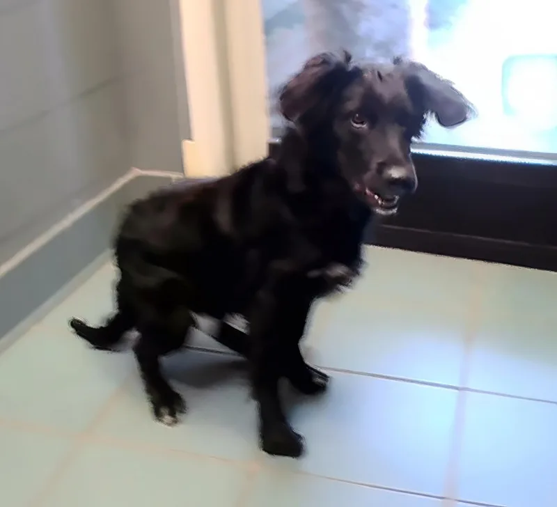 A young medium-sized male Black Mixed Breed dog named Shaker for adoption in Nashville, TN