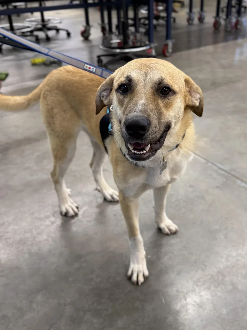 An adult large-sized male Yellow Labrador Retriever dog named Apollo for adoption in Mount Pleasant, SC