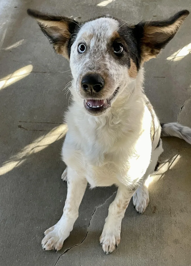 A baby large-sized female Australian Shepherd dog named Luci for adoption in Lacon, IL