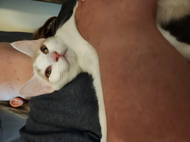 Meatball thumbnail 3