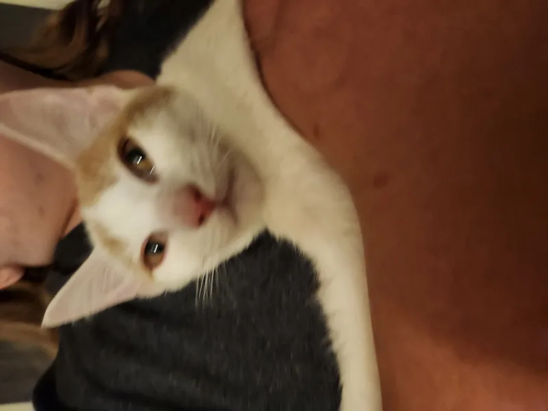 Meatball thumbnail 2