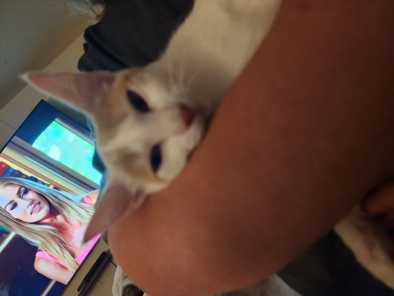 Meatball thumbnail 5