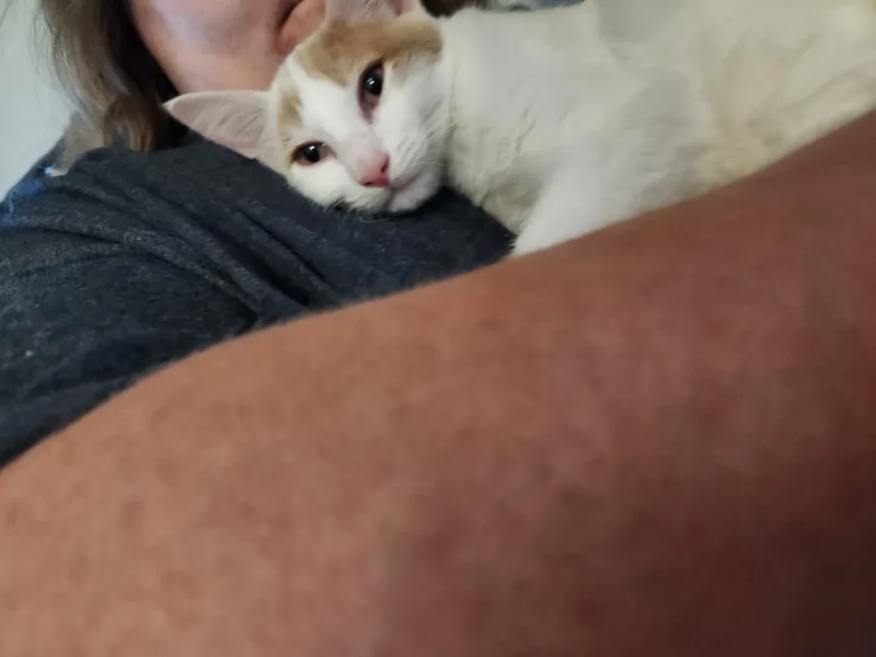 A baby small-sized male White Domestic Short Hair cat named Meatball for adoption in Mount Pleasant, TX