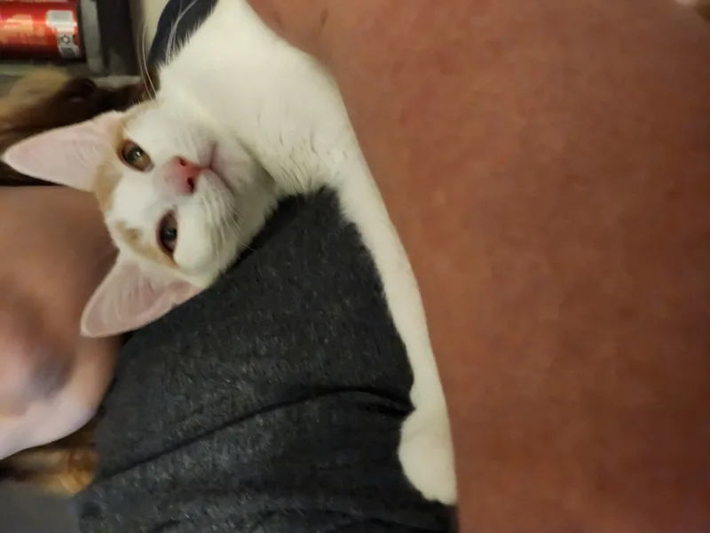 Meatball thumbnail 4