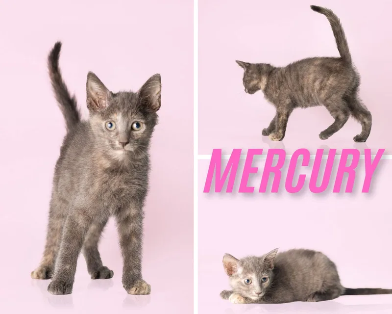 Mercury thumbnail 2