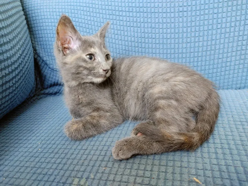 A young small-sized female gray Domestic Short Hair cat named Mercury for adoption