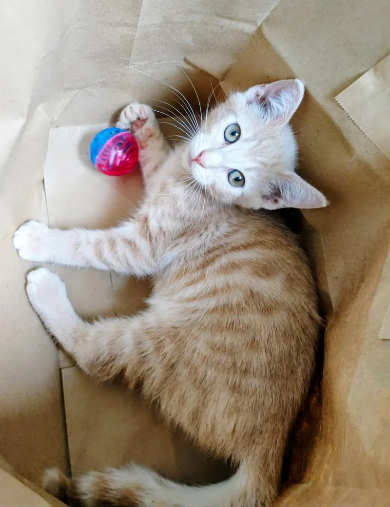 A young small-sized male orange Domestic Short Hair cat named Mars for adoption