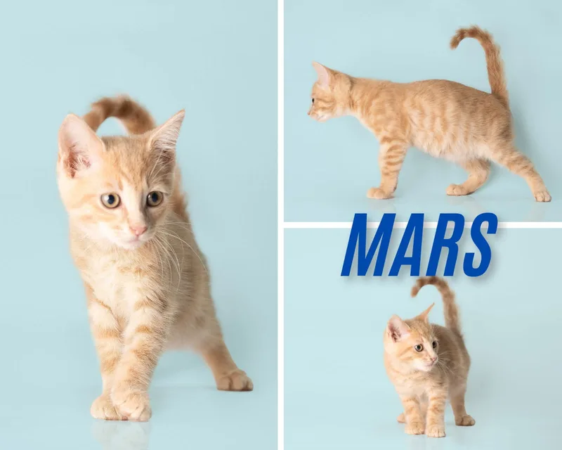 Mars thumbnail 2